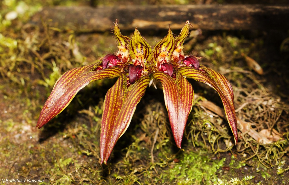 Bulbophyllum wightii Rchb.f.